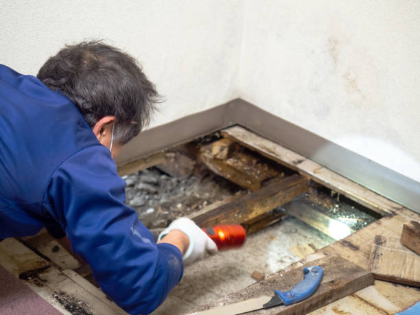 Best Commercial Mold Removal  in Seneca, KS