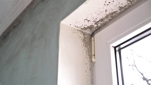 Best Fast Mold Removal  in Seneca, KS