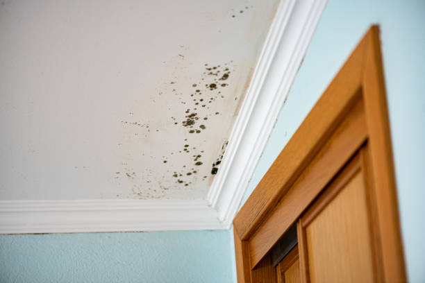 Best Mold Testing  in Seneca, KS