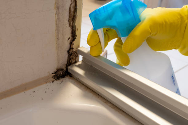 Best Fast Mold Removal  in Seneca, KS