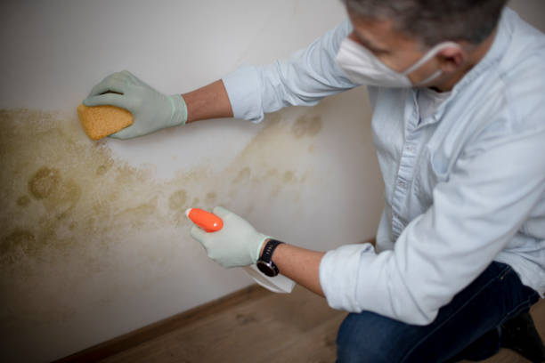 Best Mold Removal Near Me  in Seneca, KS