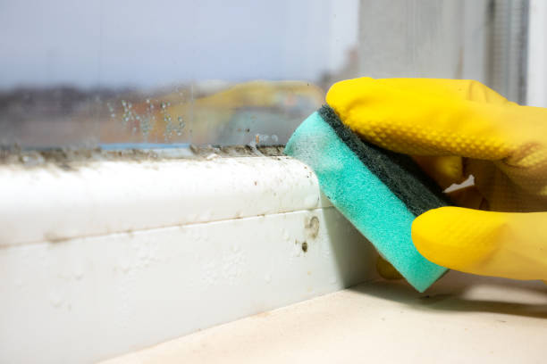 Best Residential Mold Removal  in Seneca, KS
