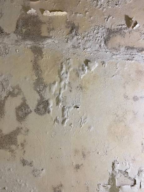 Best Local Mold Removal Service  in Seneca, KS