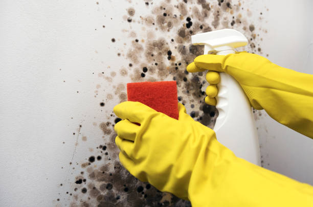Best Residential Mold Removal  in Seneca, KS