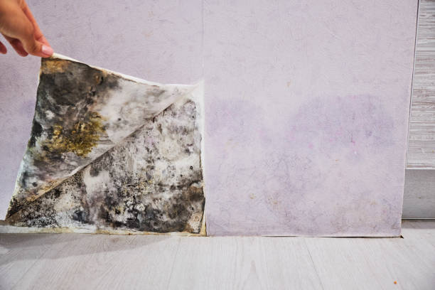 Best Commercial Mold Removal  in Seneca, KS